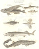 ICHTHYOLOGY. Flying Fish; Loche; Minnow; Snipe; Sturgeon; Panther Shark 1830