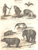 MAMMALIA.Primates;Orangutang;Baboon;Lemur;Bat;Sloth;Anteater;Rhino;Elephant 1830