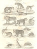 MAMMALIA.Ferae.Seal,Wolf,Jackal,Lion,Tiger,Civet,Bear,Badger,Kangaroo,Mole 1830