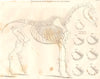 HORSES. Skeleton, or bony structure of the horse. Teeth 1830 old antique print
