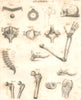 BIOLOGY. Anatomy. Skeleton bones. Hips backbone skull arm foot 1830 old print