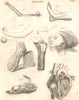 BIOLOGY. Anatomy. Feet hert arms levers. (Oxford Encyclopaedia) 1830 old print