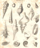 CONCHOLOGY. Univalve. (Oxford Encyclopaedia) 1830 old antique print picture