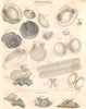 CONCHOLOGY. Bivalves; Multivalves. (Oxford Encyclopaedia) 1830 old print