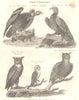 ORNITHOLOGY. Accipitres; Condor; Golden Eagle; Horned, Cmn Virginian Owl 1830