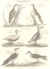 BIRDS. Card. Woodpecker, Cuckoo; Eider Duck; Albatross; Arctic Gull; Noddy 1830