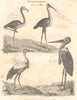ORNITHOLOGY. Grallae. Red Flamingo; White Ibis; White Stork; Gigantic Heron 1830