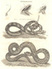 SNAKES. Ophiology. Crotalus Horridus, Banded Rattle-snake, Boa Constrictor 1830