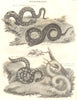 SNAKES. Ophiology. Cmn Viper; Cerastes; Coral Slow-worm; White Amphisbaena 1830