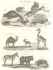 MAMMALS. Porcupine Beaver Squirrel Hare Camel Giraffe Ibex Zebra Hippo Boar 1830