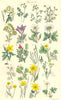 WILD FLOWERS. Pasque Anemone Crowfoot Spearwort Celandine Pilewort. SOWERBY 1890