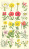 WILD FLOWERS. Water Lily; Poppy; Celandine; Fumitory; Corydalis. SOWERBY 1890