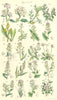 WILD FLOWERS.Rocket Kale Cress Woad Shepherd Purse Candy Tuft Wort.SOWERBY 1890
