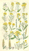 WILD FLOWERS. Cabbage Mustard Rocket Radish Mignonette Charlock. SOWERBY 1890