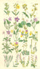 WILD FLOWERS.Rock-Rose;Sun-Cistus;Violet;Heart's-ease;Pansy;-dew;Milk-wort. 1890