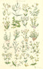 SAND-WORTS. Marsh Alpine Plantain-Fine-Thyme-leaved Fringed Norway. SOWERBY 1890