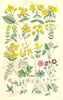 WILD FLOWERS. St. John's-wort Sycamore Geranium Crane's-bill. SOWERBY 1890