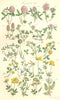 TREFOILS. Red Teasle Starry Knotted Sand Strawberry Yellow Slender. SOWERBY 1890