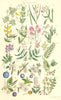WILD FLOWERS. Tine-Tare Vetchling Pea Plum Sloe Blackthorn Cherry. SOWERBY 1890