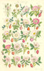 WILD ROSES. Burnet Dickson Dwarf Irish Wilson Sabine Apple Dowry. SOWERBY 1890