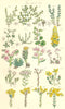 WILD FLOWERS.Rupture-wort Penny-wort Houseleek Rose-root Stonecrop.SOWERBY 1890