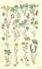 WILD FLOWERS. Red, Rock, Mtn Black Currant; Gooseberry; Saxifrage. SOWERBY 1890