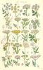 WILD FLOWERS. Parsley Fennel Lovage Spignel Samphire Angelica. SOWERBY 1890