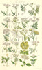 WILD FLOWERS. Chervil Cicely Samphire Hemlock Coriander Dogwood. SOWERBY 1890