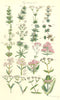 WILD FLOWERS. Bed-straw Woodruff Squinancy-wort Valerian Lambs Lettuce 1890