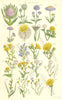 WILD FLOWERS. Teasle Scabious Salsify Succory SowThistle Dandelion. SOWERBY 1890