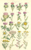 THISTLES. Milk Spear Marsh Cmn Woolly-headed Plume Cotton Carline. SOWERBY 1890