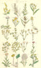 WILD FLOWERS.Wormwood Mugwort Cudweed Spikenard Flea-bane Groundsel.SOWERBY 1890