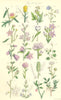 WILD FLOWERS.Bluebell Bell-flower Rampion Scabious Lobelia Bilberry.SOWERBY 1890
