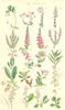 WILD FLOWERS. Cowberry Cranberry Heath Heather Cistus Winter-green. SOWERBY 1890
