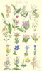 WILD FLOWERS. Holly Privet Ash Periwinkle Centaury Gentian Trefoil. SOWERBY 1890