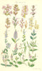WILD FLOWERS. Broom-rape Tooth-wort Speedwell Brooklime. SOWERBY 1890 print