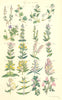 WILD FLOWERS. Speedwell Chickweed Eye-bright Red-rattle Louse-wort. SOWERBY 1890