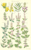 MINT FLOWERS.Horse Spear Pepper Bergamot Water Hairy Red Corn Field.SOWERBY 1890