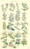 WILD HERBS. Thyme Marjoram Germander Sage Bugle motherwort Nettle. SOWERBY 1890