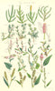 WILD FLOWERS.Knawel Snakeweed Bistort Buckwheat Bistort Persicaria.SOWERBY 1890