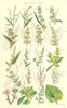 WILD FLOWERS. Persicaria Dock Rhubarb Sorrel Laurel Birthwort. SOWERBY 1890