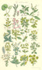 WILD FLOWERS. Crowberry Crakeberry Mercury Spurge Wart-weed. SOWERBY 1890