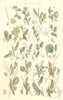 WILLOW FLOWERS.Rosemary-leaved,Tree,Creeping,Net-Downy,Long-leaf.SOWERBY 1890