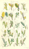 WILLOW FLOWERS. Water Great Sumach-Dark-Laurel-Damson-leaved Rock. SOWERBY 1890