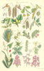 WILD FLOWERS.Poplar Beech Chestnut Oak Hazel Yew Briony Thyme Aloe.SOWERBY 1890