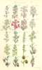 ORCHIS FLOWERS. Dwarf Man Monkey Marsh Frog Musk Bee Spider Drone. SOWERBY 1890