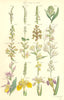 WILD FLOWERS. Lady's Tresses Slipper Tway-blade Helleborine Iris. SOWERBY 1890