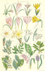 WILD FLOWERS. Crocus Daffodil Snowdrop Asparagus Solomon'sHyacinth. SOWERBY 1890