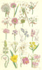 WILD FLOWERS.Garlic Chives Squill Spider-wort Tulip Turk's-Cap Lily.SOWERBY 1890