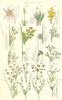 WILD FLOWERS. Saffron Asphodel Pipewort Rush. SOWERBY 1890 old antique print